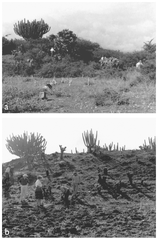 Image: 5.2. Mound 195 before excavations