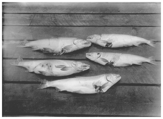 Image: Silver salmon damaged by harbor seals while in gillnet, Stikine River, 1946. By R.H. Imler. RG22 Box 71, National Archives at College Park. Nearly 2 percent of the gillnetted salmon examined by fisheries biologist Imler showed such wounds.