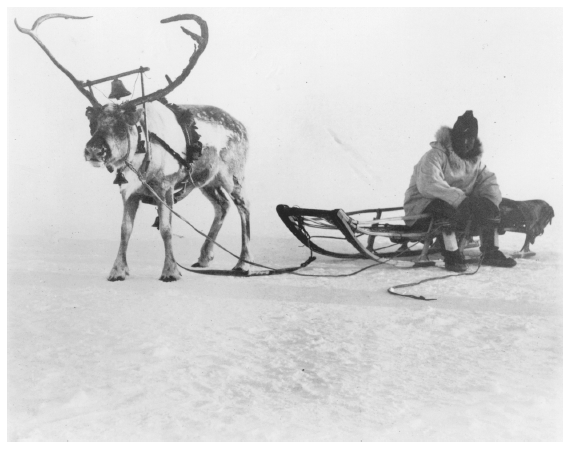 Image: Eskimo mail carrier, ca. 1905–1910. Lomen coll. 72-71-3557, University of Alaska Fairbanks, Alaska and Polar Regions Archives. Reindeer served as transportation, but dogsleds proved more effective. The reindeer industry held the potential to massively alter the ecosystem of northern Alaska, but it peaked in the 1930s.