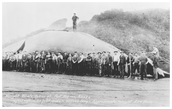 Image: Right whale at Port Hobron whaling station, 1926. Described as “15 feet high, 65 feet long, approximate weight 250 tons.” Lagen coll. 7557, University of Washington Archives. Company records list the whale at 62 feet. The weight estimate is almost certainly exaggerated. Commercial whaling nearly destroyed the North Pacific population of right whales.