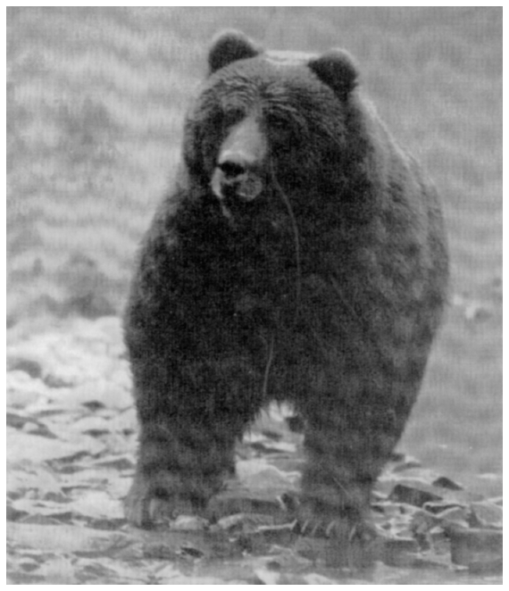 Image: Brown bear at Karluk Lake, Kodiak National Wildlife Refuge, 1958. By Earl Fleming. FWS 4863, Alaska Resources Library and Information Services. As a symbol of wilderness, the bear evoked powerful but conflicting reactions from its admirers and detractors.