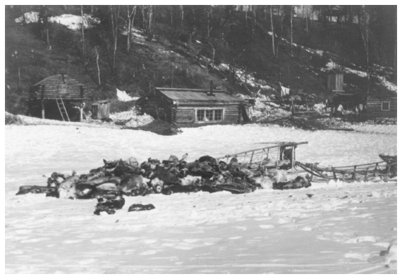 Image: Caribou left in woods by Inupiat hunters, Shungnak, 1949. By Ray Woolford. FWS 1214, Alaska Resources Library and Information Services. Alaska Game Commission agent Woolford required the hunters to retrieve the caribou. Numerous instances of wildlife waste by Natives generated an ongoing controversy about causes and management options.