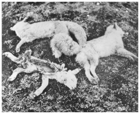 Image: Red foxes and predated lamb, Unalaska or Umnak Island, ca. 1958. By Lee Ellis. Alaska Game Commission, 20th Annual Report, July 1, 1958 Thru December 31, 1959. Foxes interfered with sheep raising in western Alaska and the Aleutians.