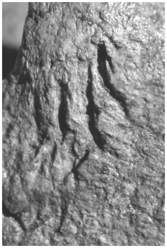 Image: FIGURE 6.6. Details of hacking, visible despite corrosion, on mandible (Amb 80)