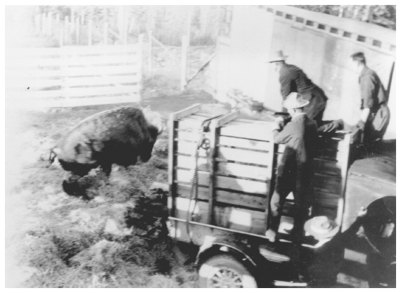 Image: Unloading first buffalo, College, ca. 1928. Keys coll. 88-174-11, University of Alaska Fairbanks, Alaska and Polar Regions Archives. Alaska Game Commission officials established plains buffaloes in Alaska. Wood buffaloes, a separate subspecies, had been native to the territory.