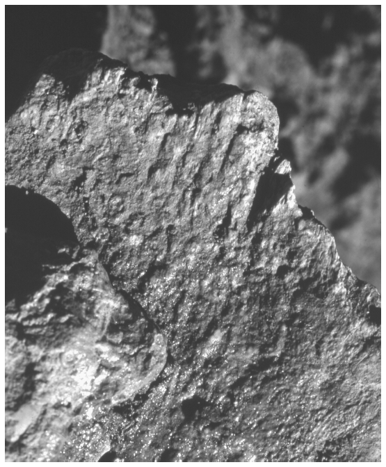 Image: FIGURE 6.7. Ascending ramus of same mandible with matching hack marks