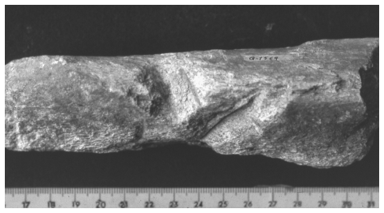 Image: FIGURE 6.11. Fragment of “chopped” elephant bone from Torralba